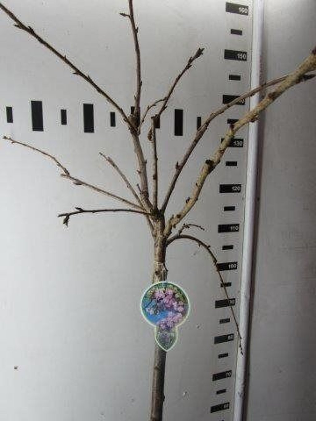 Prunus 'Kiku-shidare-zakura' - 120 CM Stem C7.5